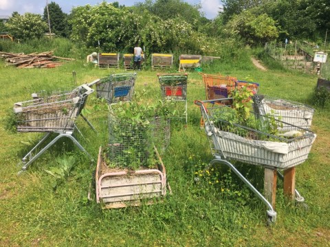 opflanztis_20170727-191042_1