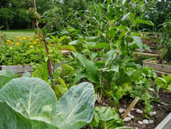 gruenes beet web